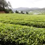 보성 여행, 프라이빗 한 보성 녹차밭 보림제다의 초록 풍경