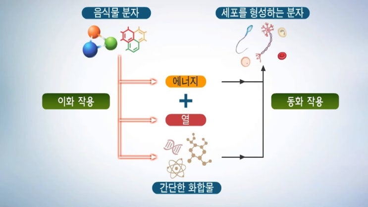 몸 속의 작은 화학공장 