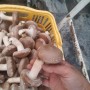 표고버섯 재배-송화고버섯: 파라핀 검출? 막나가는 농가?