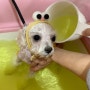 강아지 위탁목욕 비숑마요 탄산스파까지 개운하개 멍찌네하우스