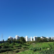 연수구 선학동 인근 산책하기