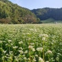 청주추정리메밀밭 사진찍기좋은 명소