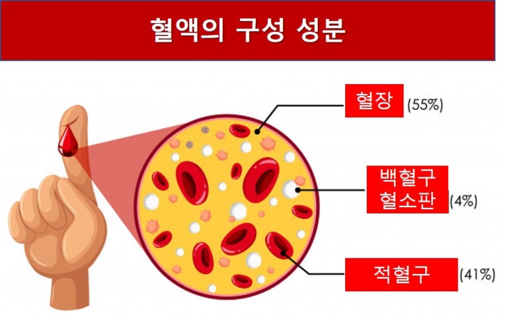 5-2-2. 돌고 도는 혈액(혈액의 구성성분, 혈액의 순환 경로) : 네이버 블로그