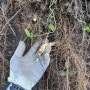 [365삼 농장] 면역력 강화에 좋은 무농약 산양산삼 수확