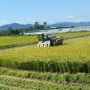 2020년 햅쌀 천황쌀을 판매하는 대양농원