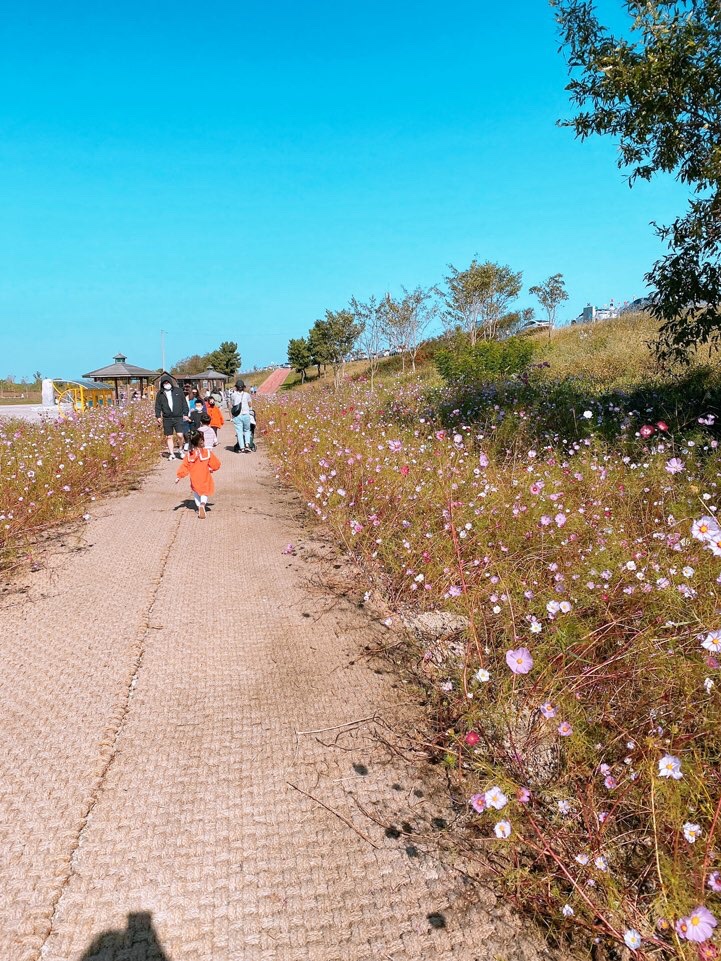 익산 바람개비마을 코스모스길 [용안생태습지공원]