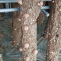 강원양양 포유팜 2020 가을표고버섯이 이쁘게 올라오다.//원목표고버섯 발생작업