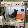 박근음의 고양이 방광결석 극복기 1탄