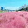서울 나들이/서울 '핑크뮬리' 피어있는곳, 안양천 철산교밑, 핑크뮬리꽃밭, 코스모스꽃밭