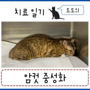 고양이 암컷 중성화 수술 - 분당24시동물병원 24시동물의료센터