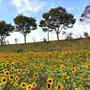 광주근교] 장성 황룡강 ‘코스모스’ ‘해바라기’ 만개🌼