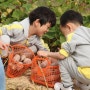 어린이집 농산물 수확 체험 / 고구마캐기
