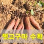 햇고구마 꿀고구마 수확 결과는!!