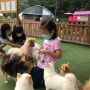 [아이들과 여행] 강아지들과 놀수있는 보령 개화공원내 바둑아놀자 : -)