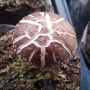 표고버섯재배-보은 대추축제: 일교차 속의 8주기 버섯생산