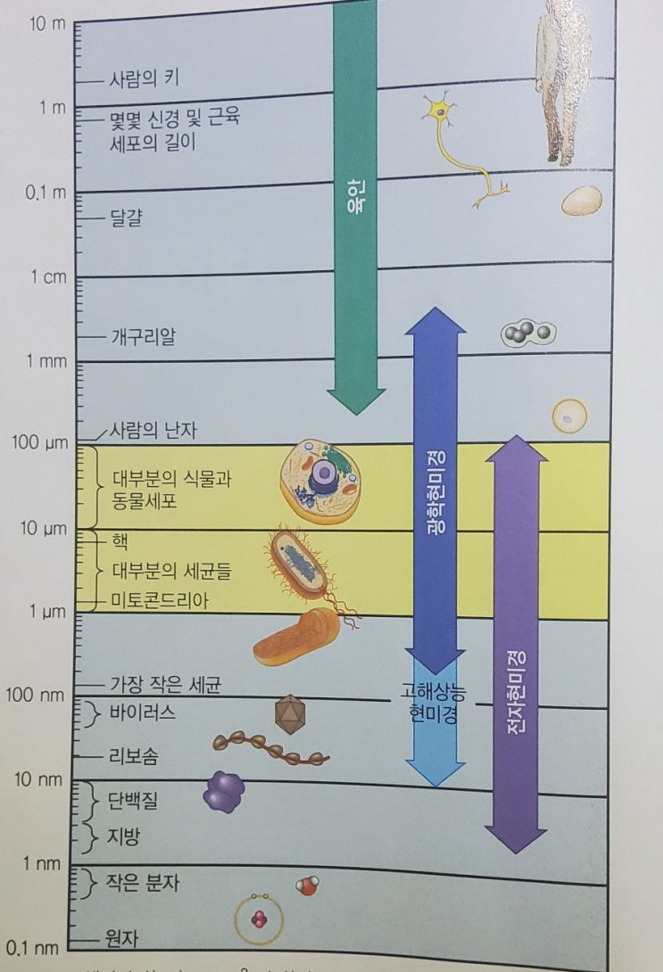 [캠벨, 생명과학] (세포생물학) 7. 세포의 구조와 기능 : 네이버 블로그