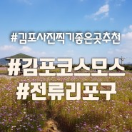 김포 코스모스 사진찍기 좋은곳 전류리포구 가볼만한곳으로 추천