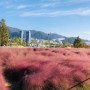 부산 대저생태공원 핑크뮬리 드디어 보게 된 가을꽃