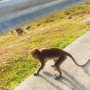 말레이시아 원숭이 길거리가 동물원