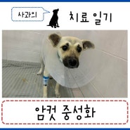 분당24시동물의료센터 - 강아지 암컷 중성화 수술