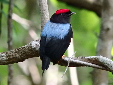 The Bird Way: A New Look at How Birds Talk, Work, Play, Parent, and ...