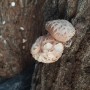 무농약표고버섯농장 달팽이 퇴치법