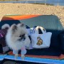 강아지 산책가방 추천 : 댄온라인 디즈니가방