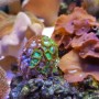 산호들의 성장 기록과 시작
