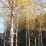 양구 박수근미술관/빨래터와 자작나무숲
