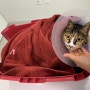 영역싸움에서 밀린 고양이 롸, 결국 동물병원에 다녀왔어요.