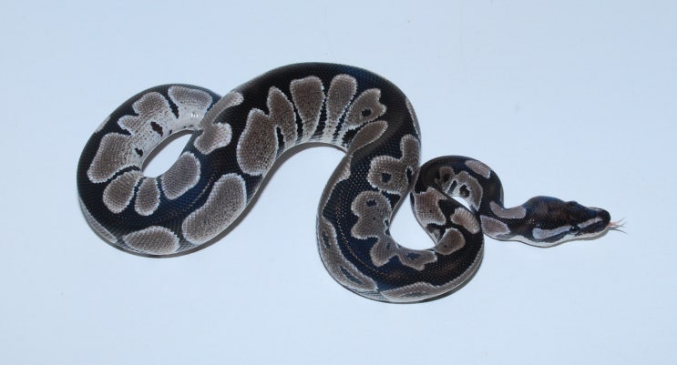 볼파이톤 Axanthic(아잔틱) 라인의 차이점 : 네이버 블로그