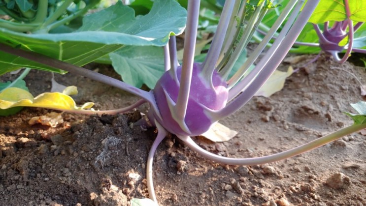 콜라비 심는시기 수확시기 콜라비 키우기 재배법과 효능 : 네이버 블로그
