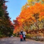 천안 독립기념관 단풍나무숲길 가을여행코스