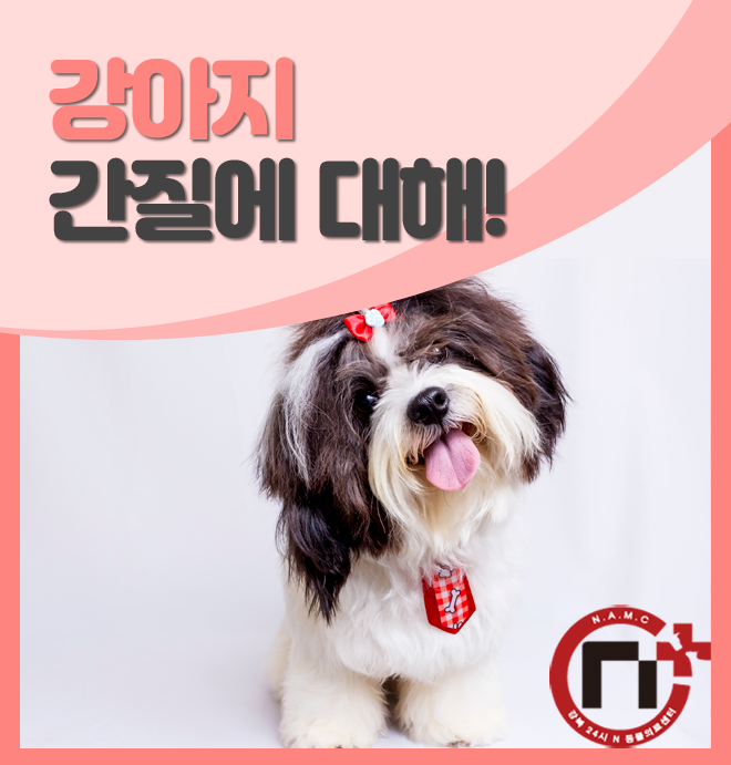 개 배를 간질이는 방법