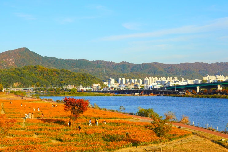 대전 갑천 황화코스모스 명소였네! : 네이버 블로그