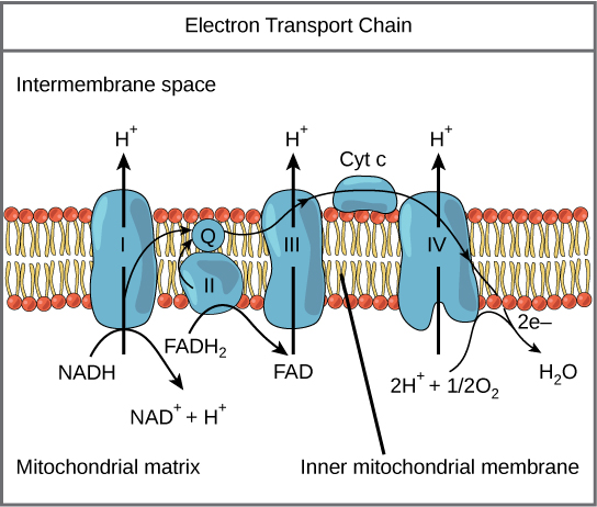 Biochemistry 생화학 - 산화적 인산화/전자전달계 핵심★(Electron Transfer Chain, ETC) (4 ...
