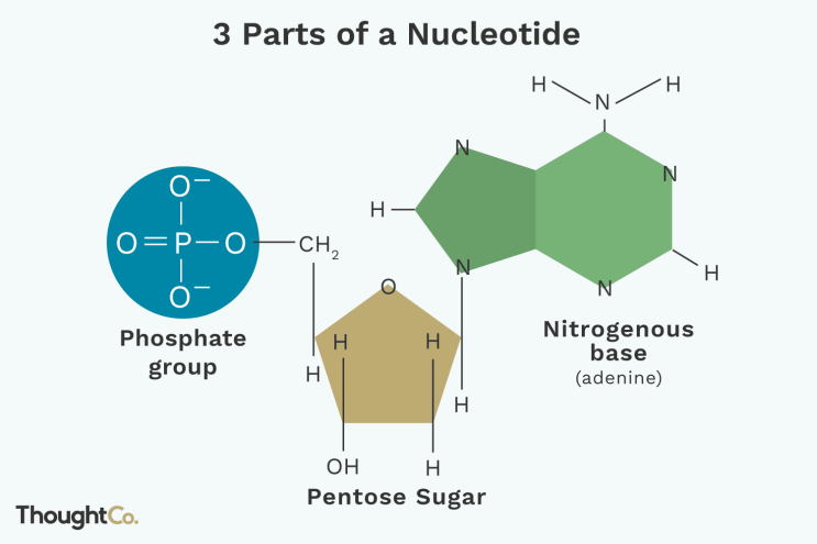 General Structure of Nucleotides(뉴클레오타이드의 구조) : 네이버 블로그