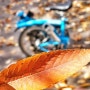 브롬톤 자전거 타고 가을속으로