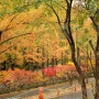 [대전, 장태산자연휴양림] 가을을 느껴보자