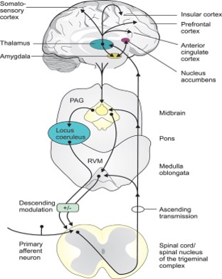 추나요법에서 알아야 할 하행성 통증 조절 경로(Descending Pain Modulation Pathway) : 네이버 블로그