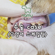 고양이 스케일링,폴리싱 구내염 예방 기흥 나무 동물병원