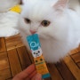 [ 고양이 설사 ] 반려동물 장 건강을 위한 영양제, 오가펫 후기