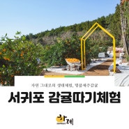 서귀포 감귤따기체험 여행의 특별함을 더하는!