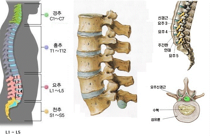 [근골격계 질환] 요추 알아보기 : 네이버 블로그