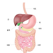 [춘천 담적 한의원] 소화가 안되고 어지럽고 배가 단단하고 답답해요. 담적인가요?