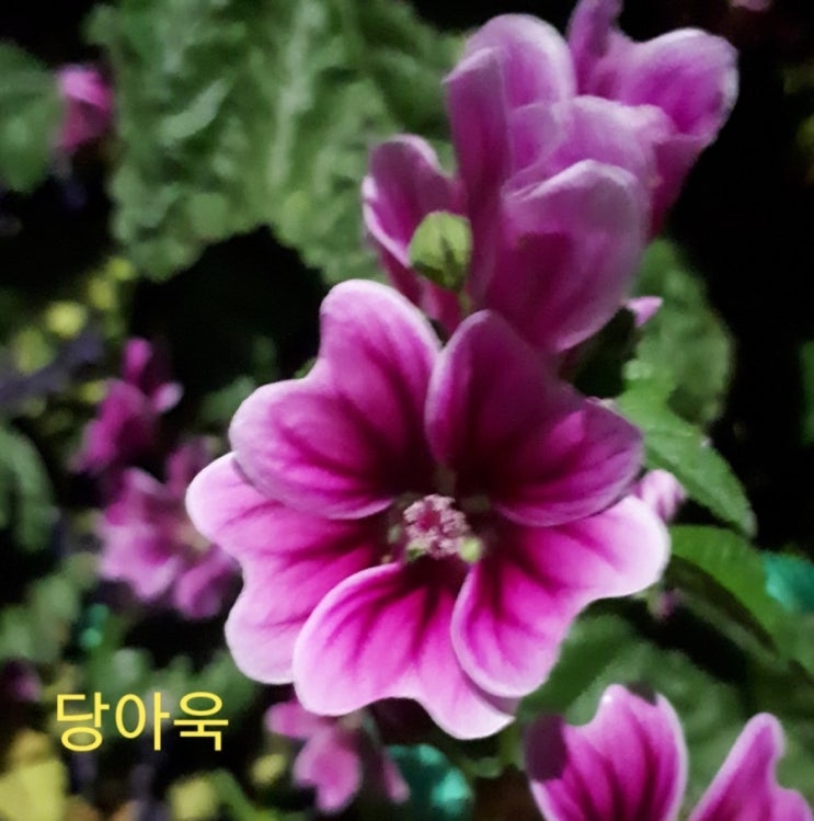 (아욱목) (아욱과) (아욱속) 당아욱, 애기아욱 : 네이버 블로그