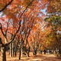 11월 가을 여행지, 정읍 내장산 단풍시기 지금이 절정입니다.(주차 및 단풍코스 팁)