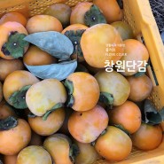 [과수원 농가돕기] 창원단감 10kg 12500원 무료배송!!