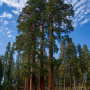 세쿼이아 국립공원 Sequoia National Park