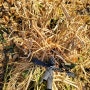 초야농원 가을날의 일상 서리태,쥐눈이콩,메주콩